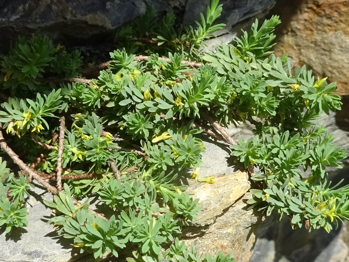 Thymelaea dioica (Thymelaeaceae)